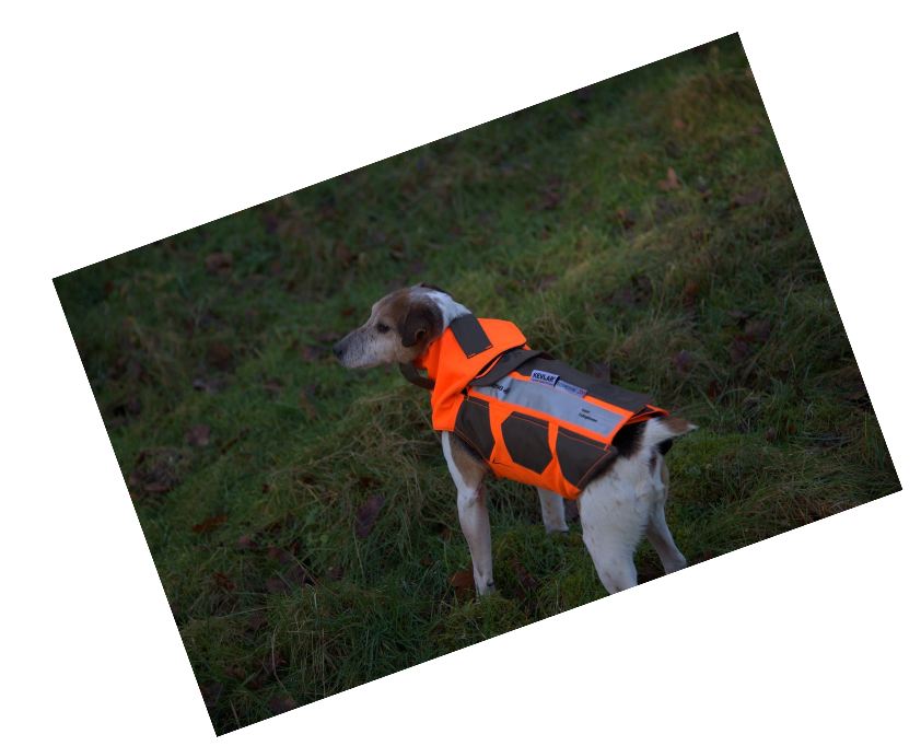 Chien 1