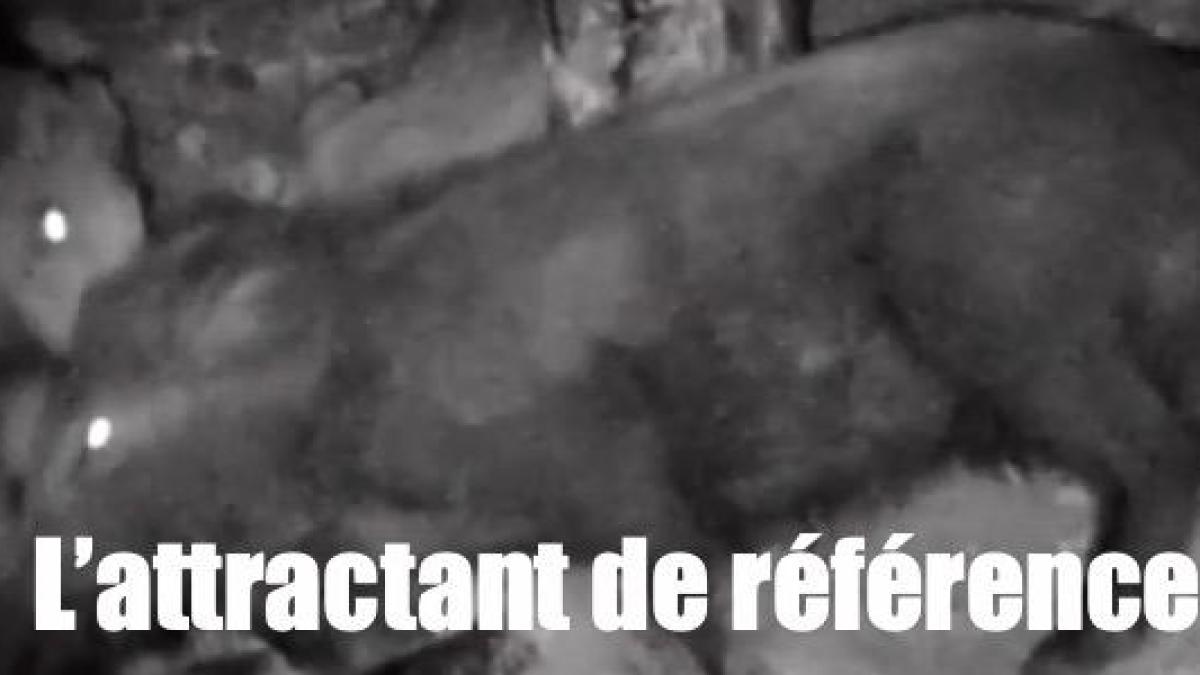 Urine synthétique et attractant