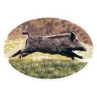 Autocollant sticker voiture sanglier courant en couleur