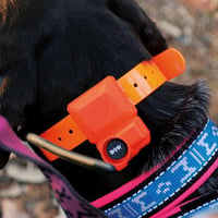 Collier dogtrace x40b chasseur et compagnie4