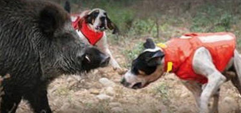 Gilet pour chien de chasse Browning - Comprendre la gamme