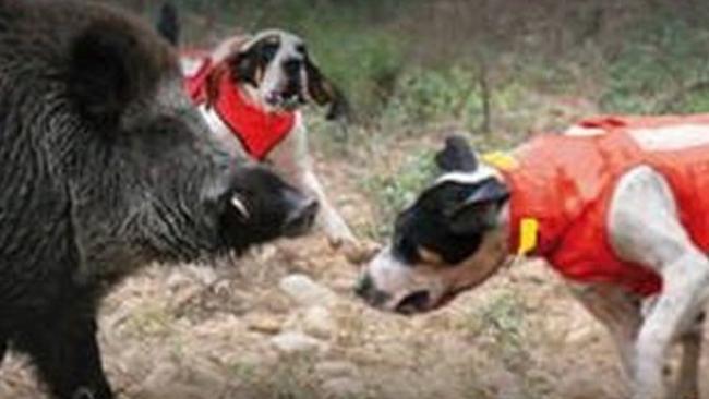 Gilet pour chien de chasse Browning - Comprendre la gamme