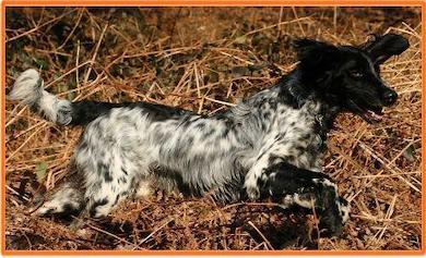 Equipement pour chien de chasse 2