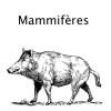 Mammifere