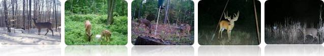 Camera de chasse / piège photographique